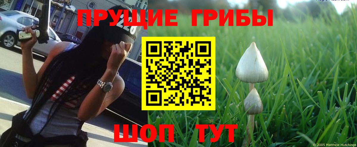 Кушва  Псилоцибиновые грибы Cubensis  Вход с VPN  Галлюциногенные грибы мицелий 